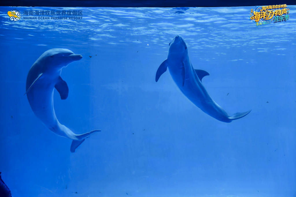 Hainan Dolphin birthday 13.jpg Hainan Dolphin birthday 13.jpg