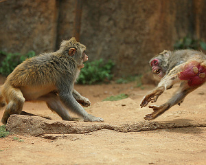 Hainan Tropical Wildlife Park and Botanical Garden