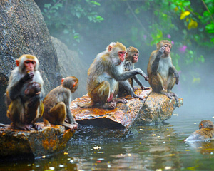 Nanwan Monkey Island Ecotourism Area