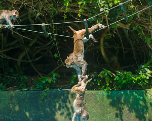 Nanwan Monkey Island Ecotourism Area