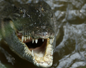 Hainan Tropical Wildlife Park and Botanical Garden